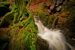 Moss, Roots and Water