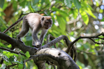 Macaque walking along tree branch, Ubud Monkey Forest, Bali