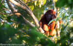 Owler Monkey