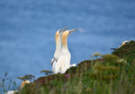 Gannets