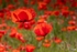 PHEA4120_Norfolk Poppys