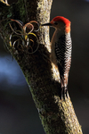 Red-bellied Woodpecker portfolio