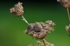 Harvest Mouse