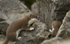 Stoat Kit. Conwy, ref st 12
