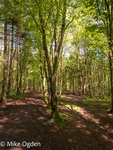Dunnottar Woods Paths, 2
