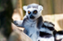 Ring-tailed Lemur - 0614