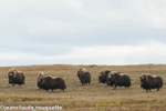 Musk ox