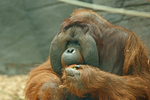 Orangutan - Rajang
