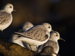 Sanderling