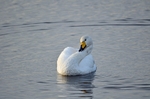 Whooper Swan