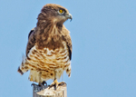 Short toed Snake Eagle.