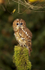 TAWNY OWL