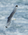 Kittiwake (breeding plumage) in flight over surf, Arnastapi, Iceland
