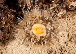 Sagartia troglodytes