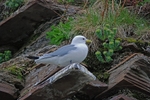 Kittiwake