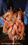HTF004: Langoustines