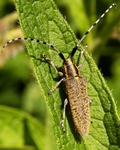 Golden-bloomed Grey Longhorn