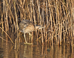 Bittern - Botaurus stellaris