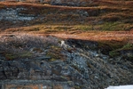 White-tailed Eagle