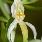 Lesser butterfly orchid (Platanthera bifolia)