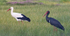 Storks.