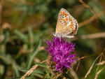 Brown Argus
