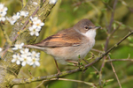 Whitethroat among the blossom at Otmoor