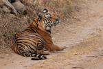 Tiger rests on road, Bandhavgarh Reserve, Madhyra Pradesh, India