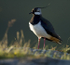 Lapwing, Loch na Keal