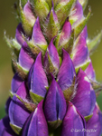 Purple Flowering Lupin