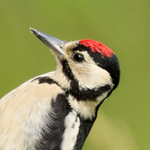 Great Spotted Woodpecker portfolio