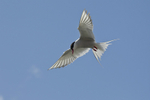 Arctic Tern