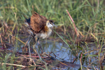 African Jacana  (juv)