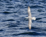 Fulmar flying low over sea, Breiddalsvik, Iceland