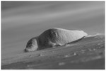 Exhausted Seal Pup in Sandstorm