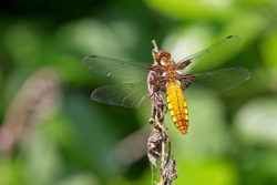 Broad Bodied Chaser