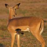 Red-billed Oxpecker (juvenile) takes off from an Impala