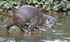 Otter