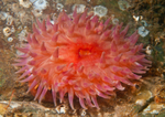 Urticina felina