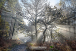 The Blazing Path
