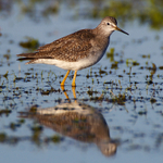 Lesser Yellowlegs (juvenile) reflection