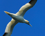 Close fly-over of a Gannet on West Loch Tarbert