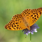 Silver-Washed Fritillary (Argynnis paphia