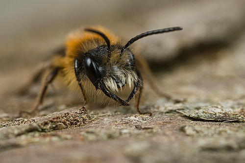 [i]Andrena fulva[/i] male. Staffordshire garden, April 2015. Note large mandibles with "tooth" at base.