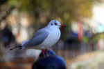 Black headed gulls on a railing in Bristol_00342