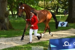 152-RENKUM_JITTERBUG-Phoebe_Locke-WEDTrotUp+DR portfolio