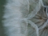 Goat's Beard Clock, Side