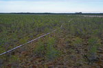 Alam Pedja Nature Reserve, Estonia