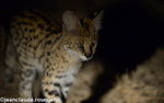 Serval