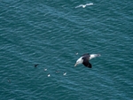 Black-browed Albatross